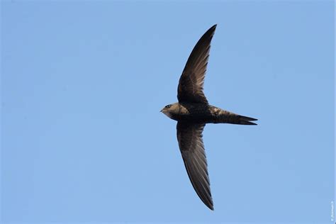 Our Wild Neighbours, Clevedon Sailing Club, The Beach, Clevedon, UK, 21 ...