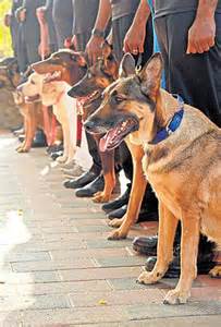 Cramped training centre forces state to scale down K9 expansion to 20 dogs