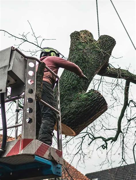 Image result for Tree Top Tree Service