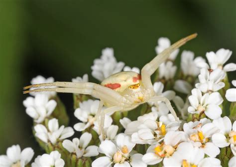 AAH Sanctuary Species-Crab Spiders — Northern Virginia Bird Alliance