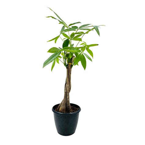 Pachira Money Plant Tree Braided | Malabar Chestnut (Pachira aquatica ...