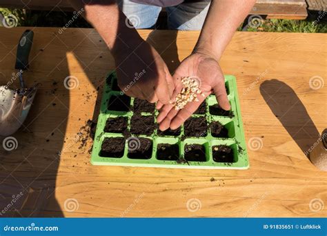 Woman Planting Green Corn Seeds in Fertile Soil, Garden. Stock Image ...