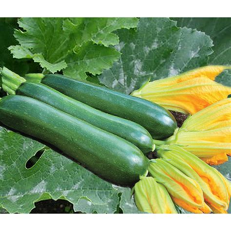 King Zuk F1 Hybrid Green Zucchini Summer Squash – DPSEEDS