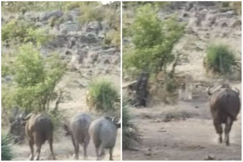 हाथी के बच्चे का हो रहा था शिकार, तभी शेर पर कूद पड़ा जंगली भैंसों का ...