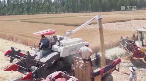 新疆莎车县70万亩小麦开镰收割_凤凰网视频_凤凰网