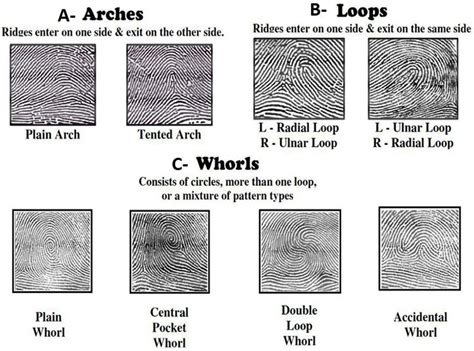 Image result for Basic Patterns of Fingerprints