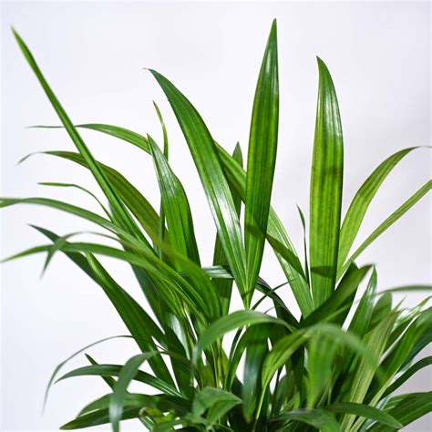 Buy Areca Palm Plant | Top-Rated Indoor Plant | Ugaoo