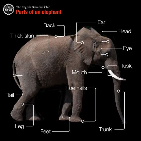 Elephant Body Parts