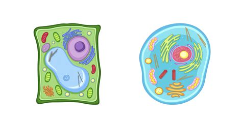 Cellular Structure 的图像结果