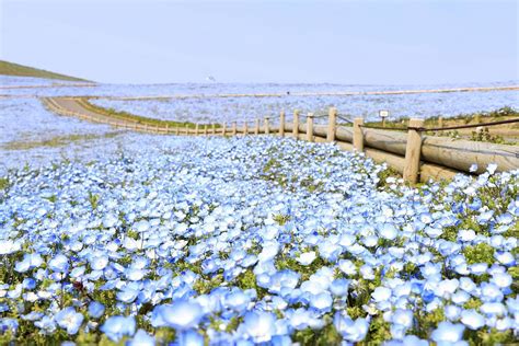 日本日立海滨公园粉蝶花盛开 蓝色花海引人沉醉