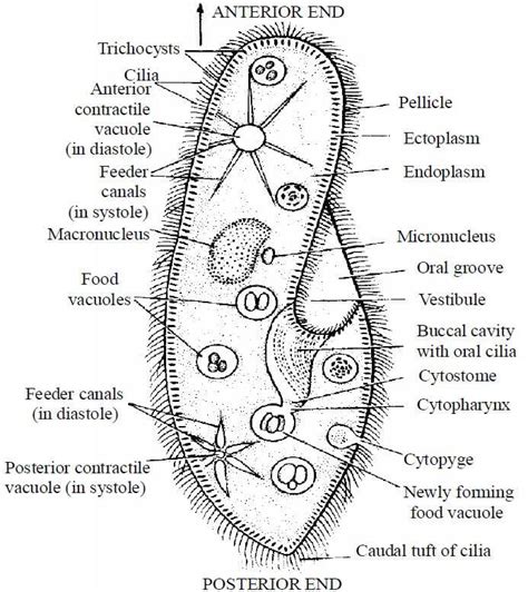 BIOLOGICAL CLASSIFICATION - Botany PDF Download