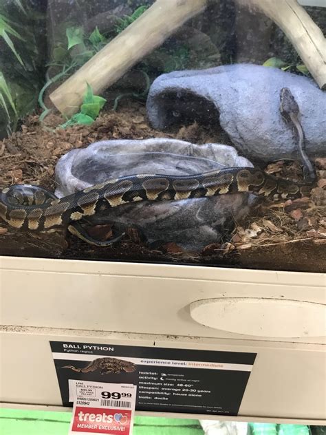 Image result for PetSmart Python