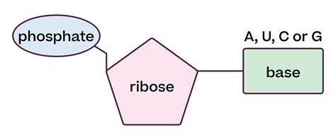Nucleic acids: DNA and RNA - Biology : Explanation & Exercises - evulpo