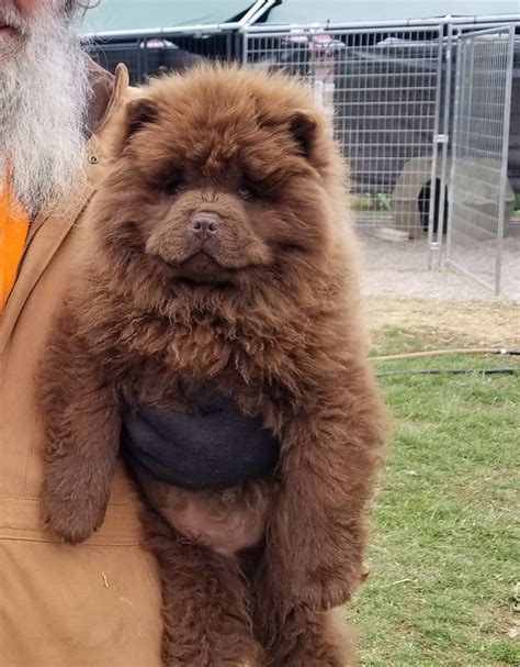 Chow Chow Puppies For Sale | Hodgenville, KY #311088