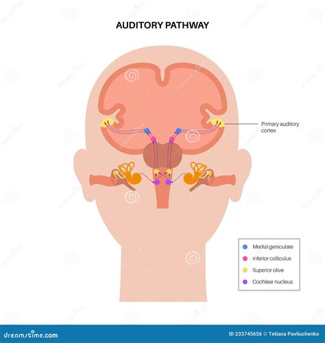 Auditory pathway diagram stock vector. Illustration of geniculate - 233745656