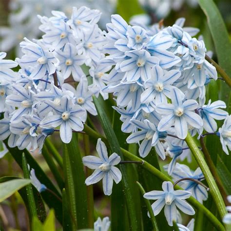 Striped Squill Bulbs | Always Wholesale Pricing | Colorblends®