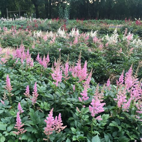 Shop for Local Pickup – 3 Porch Farm