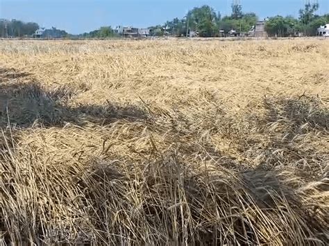 UP Farmers Distress | Crops Destroyed by Rain; Loan Worries