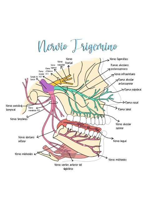 Nervio trigémino | StudiesOdonto21 | uDocz