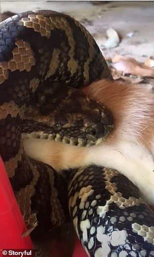 Image result for Python Eating a Cat