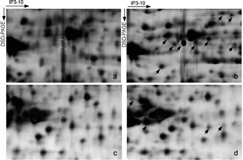 RETRACTED: Dinitrosopiperazine-Mediated Phosphorylated-Proteins Are ...