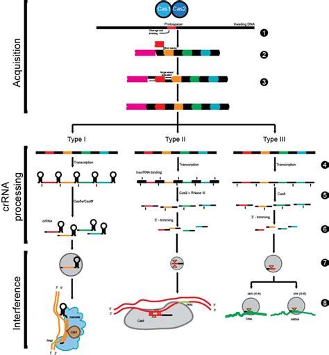 Rezultat imagine pentru CRISPR Explained
