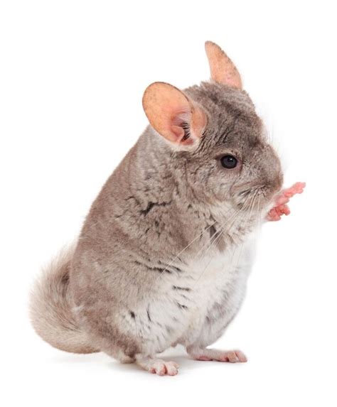 Page 5 | Chinchilla isolated Images - Free Download on Freepik