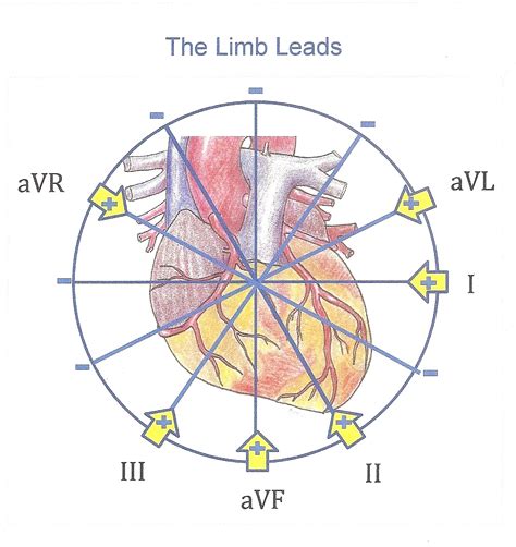 Ecg Diagram Leads at Karin Oliveira blog