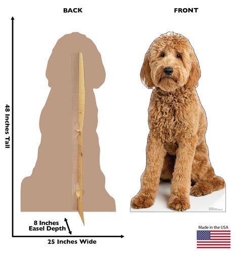 Goldendoodle Life Expectancy