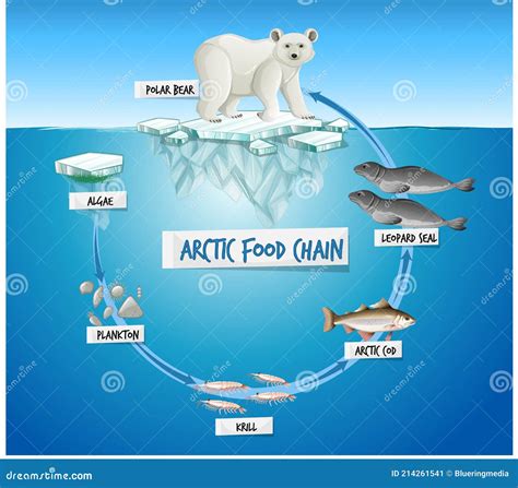 Arctic Food Chain Diagram Concept Stock Vector - Illustration of ...