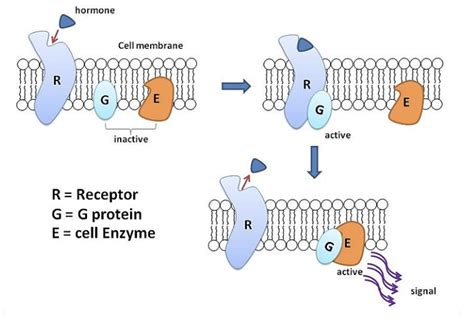 G-protein Coupled Receptor- location, structure, classification, physiological and ...