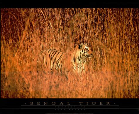 Bengal Tiger by Stan Wayman - 24 X 32 Inches (Art Print) – Artistica ...