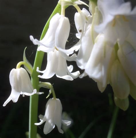 Shrub With Clusters Of White Bell Shaped Flowers at Tina Mooney blog