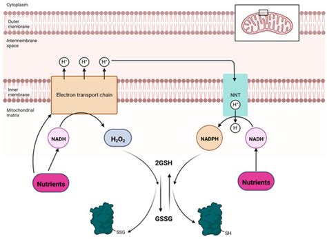 Regulation of Mitochondrial Hydrogen Peroxide Availability by Protein S ...