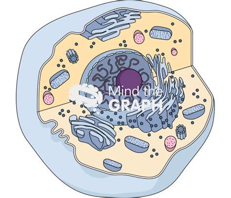 Cell Structure with Name Sign 的图像结果