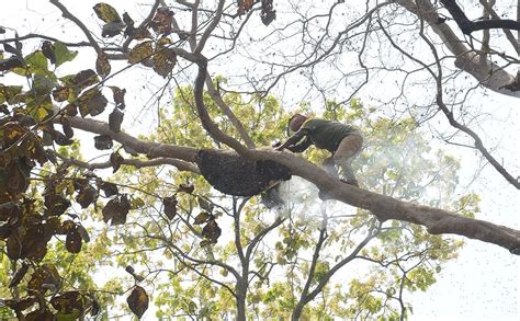 Royal Bee Brothers | Collection of Natural Wild Forest Honey | Produce ...