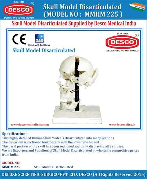 Skull Model Disarticulated | DESCO