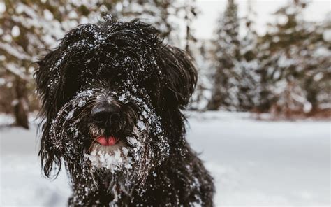 Download wallpaper 3840x2400 tibetan terrier, dog, black, shaggy, snow ...