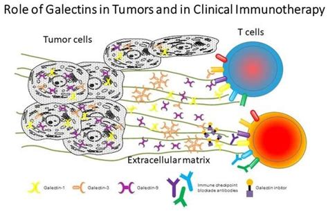 Role of Galectins in Tumors and in Clinical Immunotherapy