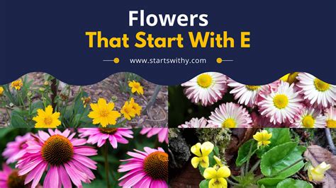 List Of 20 Flowers That Start With E - Complete List