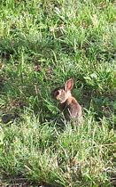 Image result for Cute White Bunny Outside