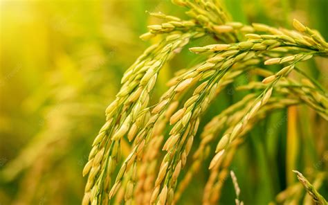 Rice in the field is waiting for harvest. | Premium Photo