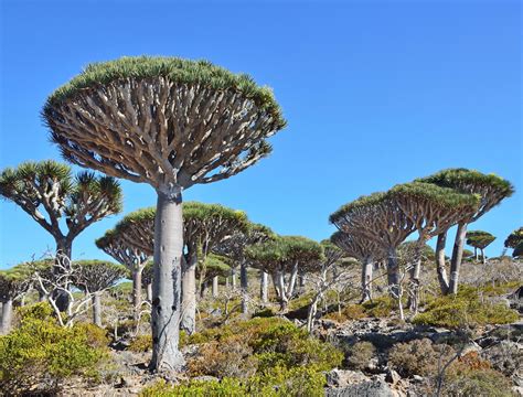Expensive Trees: 5 of the Most Valuable Tree Species in the World
