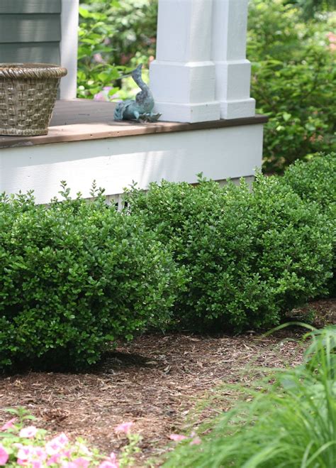 Nature’s Sprinters: The Fastest Growing Woody Plant For Your Yard
