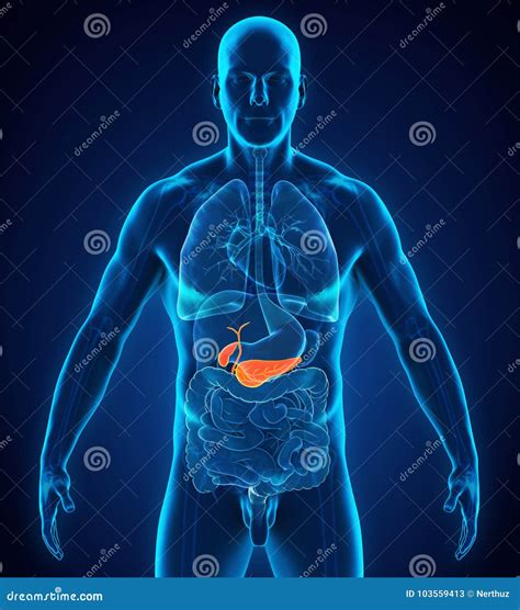 Human Gallbladder and Pancreas Anatomy Stock Illustration ...