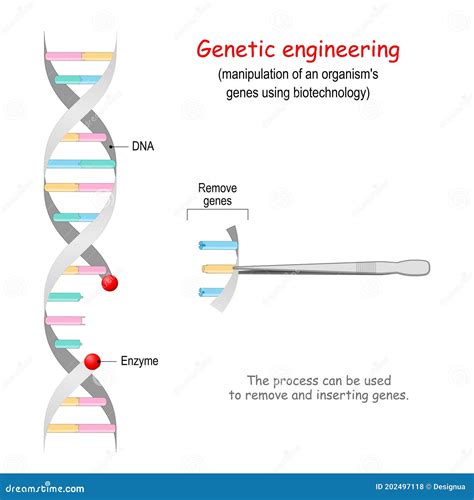 Image result for Genetic Engineering Process Diagram