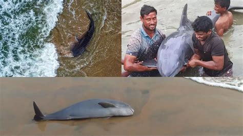 Human interference causing frequent dolphin, whale shark strandings in ...