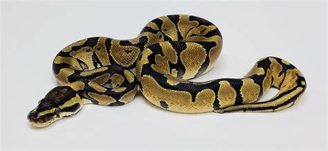 Image result for Fancy Ball Python