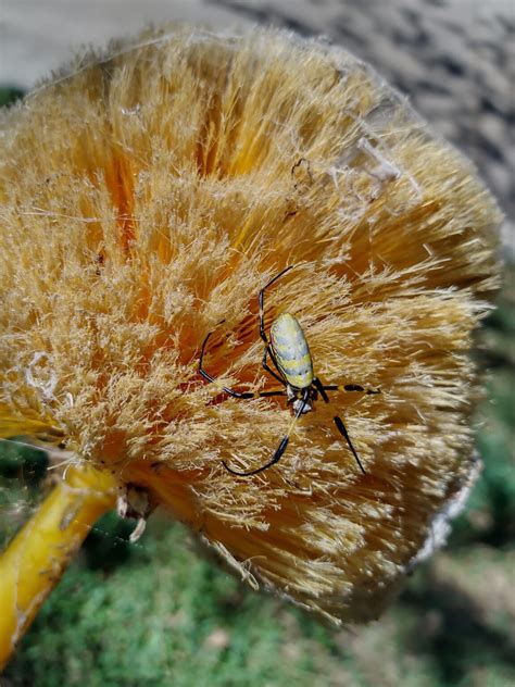 The Joro spider | Canton Georgia Termite & Pest Control
