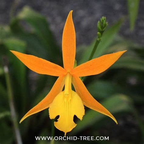 Orchid-tree | Premium Quality Orchids Plants Online India – Orchid-Tree
